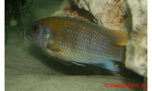 Pseudotropheus patricki  Mbenji Island